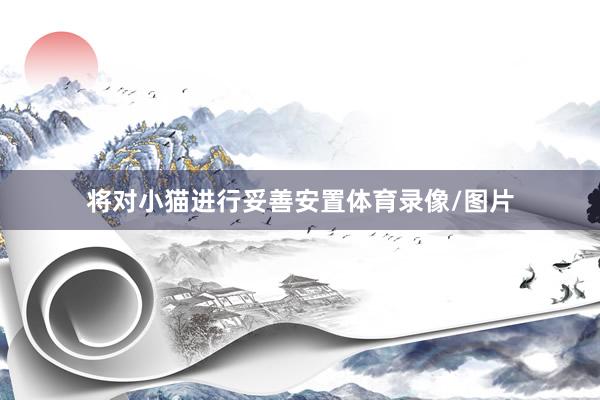 将对小猫进行妥善安置体育录像/图片